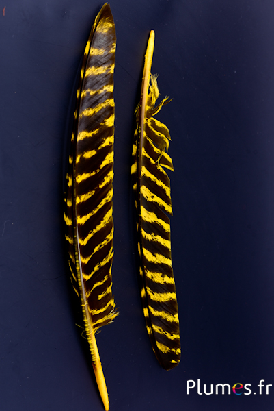 Dindon bronze - 33-38 cm - jaune-noir 
